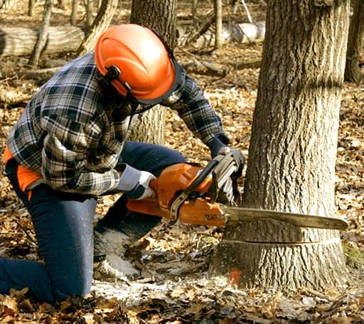 Tree Removal in Waiteville, WV